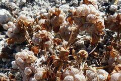 Trifolium tomentosum