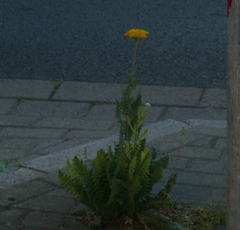 Achillea filipendulina