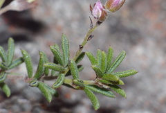 Indigofera concava