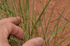 Monachather paradoxus