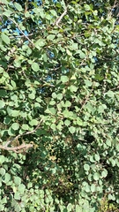 Populus