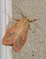 Miltochrista miniata