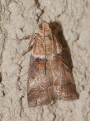Acrobasis tumidana
