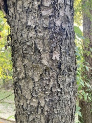 Betula nigra