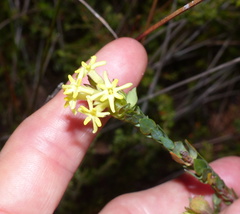 Gnidia oppositifolia