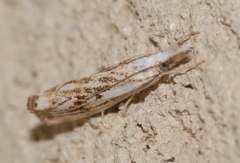 Catoptria falsella