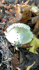 Russula virescens