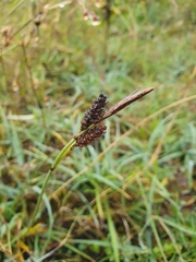 Carex flacca