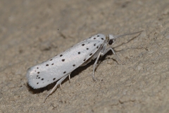 Yponomeuta mahalebella