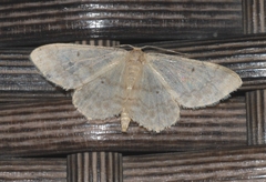 Idaea biselata