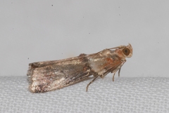 Acrobasis tumidana