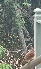 Thamnophilus doliatus