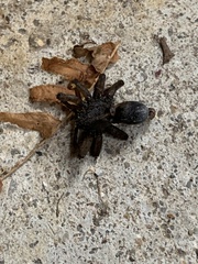 Tigrosa helluo