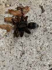 Tigrosa helluo