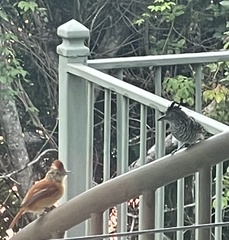 Thamnophilus doliatus