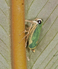 Coelidiinae