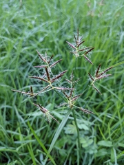 Cyperus rotundus
