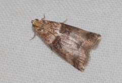 Acrobasis tumidana