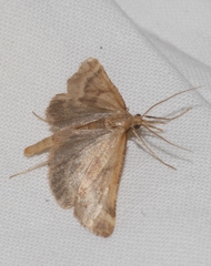 Synaphe punctalis