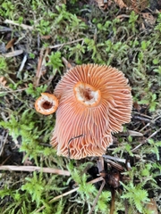 Lactarius thyinos