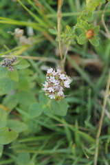 Thymus pulegioides