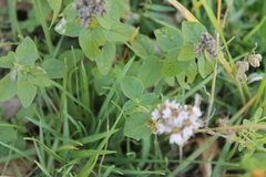 Thymus pulegioides