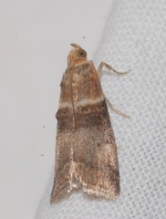 Acrobasis tumidana