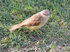 Machetornis rixosa