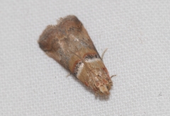 Acrobasis tumidana