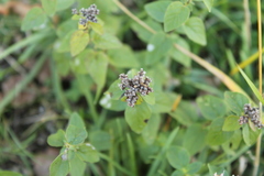 Thymus pulegioides