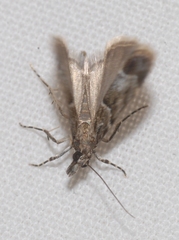 Eudonia mercurella