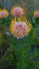 Leucospermum glabrum