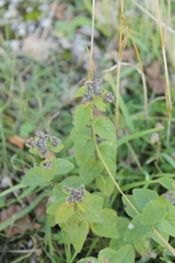Thymus pulegioides