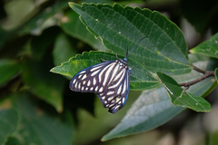 Cyclosia papilionaris