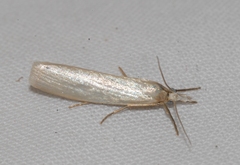 Crambus perlella