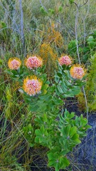 Leucospermum glabrum
