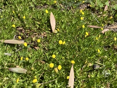 Cotula coronopifolia