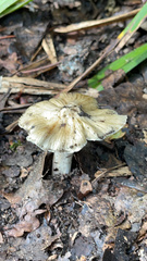 Pseudosperma sororium