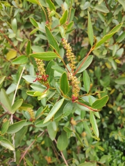 Colliguaja odorifera