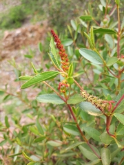 Colliguaja odorifera