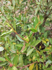 Colliguaja odorifera