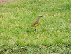 Machetornis rixosa
