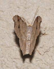 Macaria alternata
