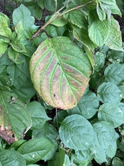 Cornus alternifolia