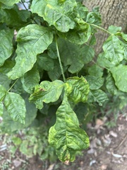 Pokeweed mosaic virus
