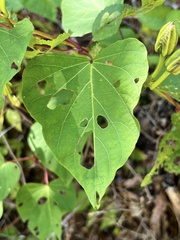 Ipomoea pandurata