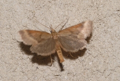 Synaphe punctalis