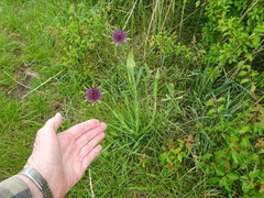 Tragopogon porrifolius