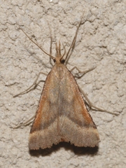 Synaphe punctalis