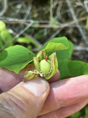 Ipomoea pandurata